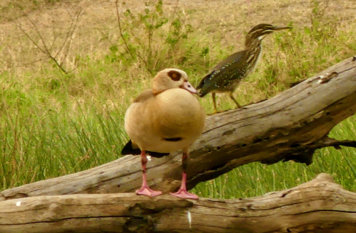Egyptian Goose - ML645897545