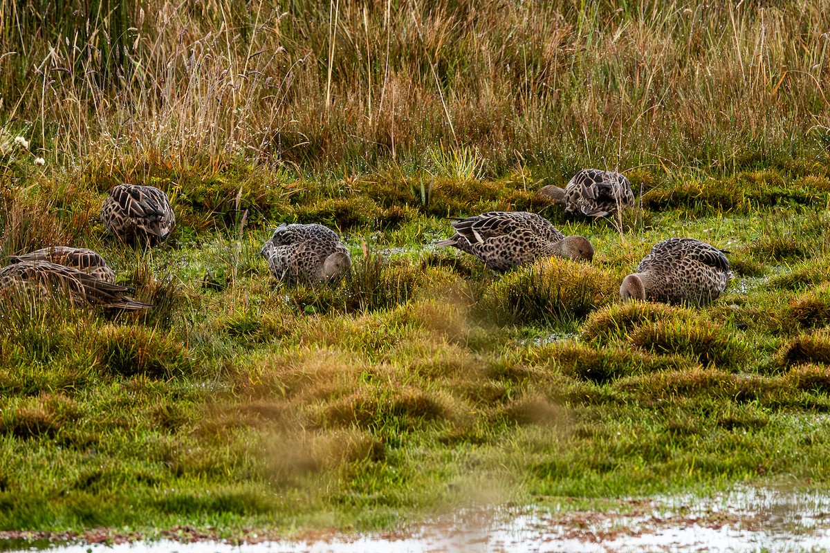 Yellow-billed Pintail - ML645897546