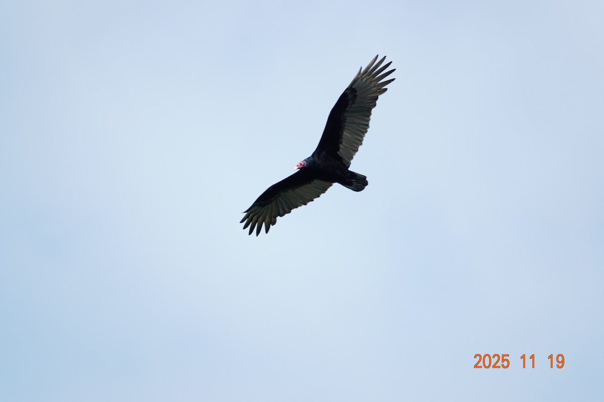 Turkey Vulture - ML645897547