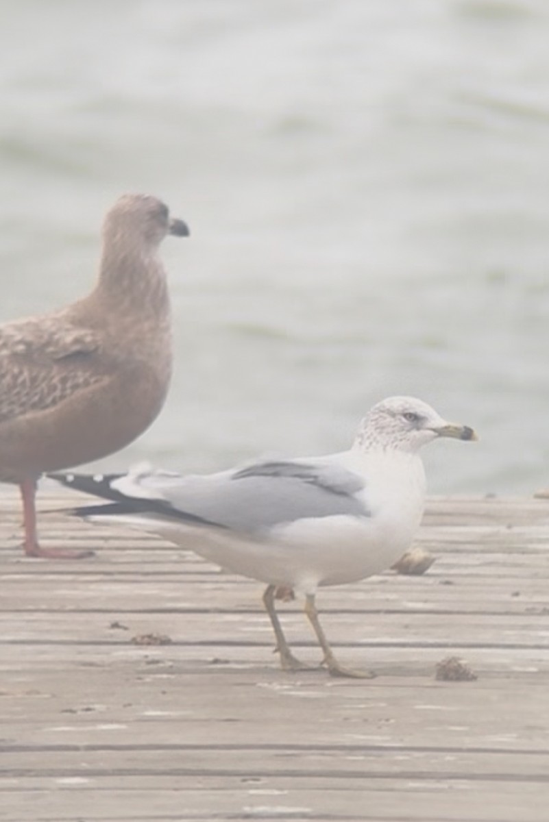 Ring-billed Gull - ML645897549
