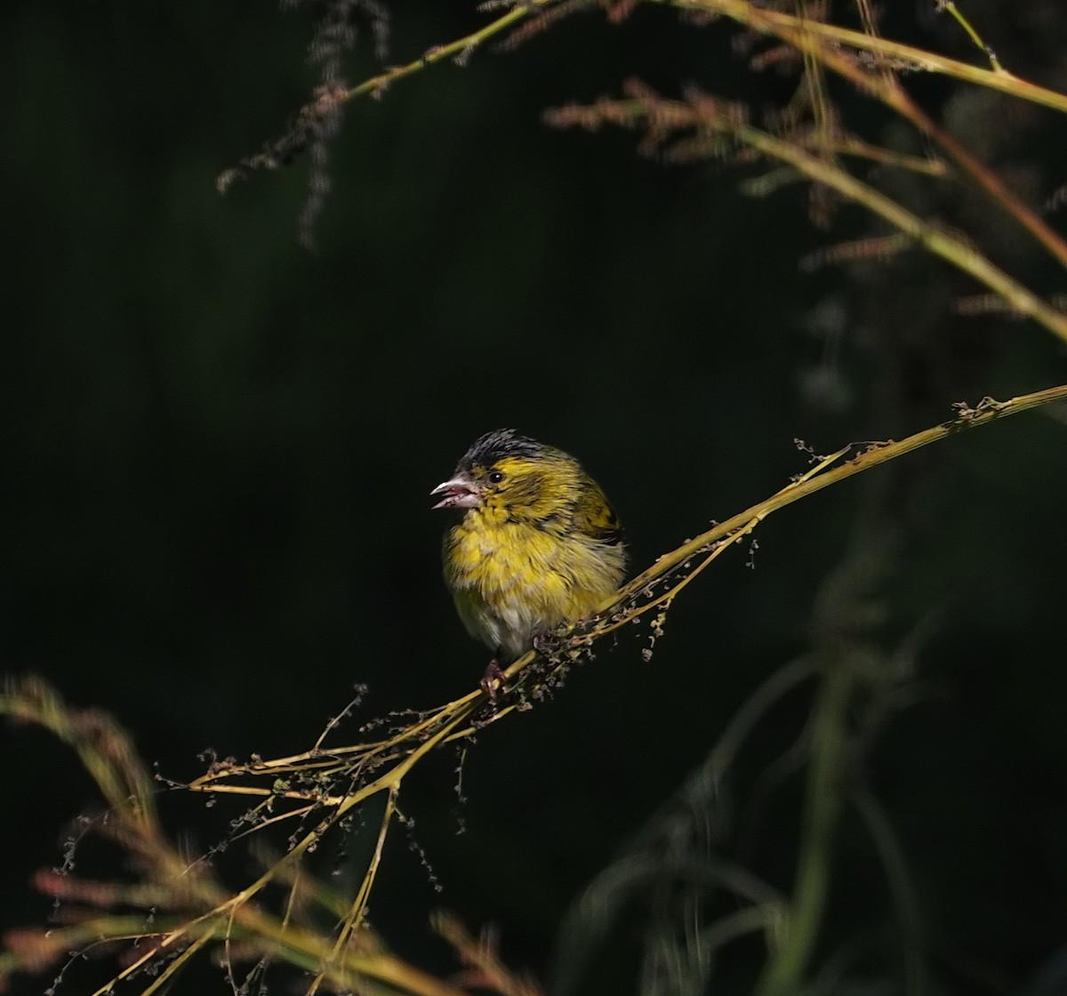 Eurasian Siskin - ML645897552