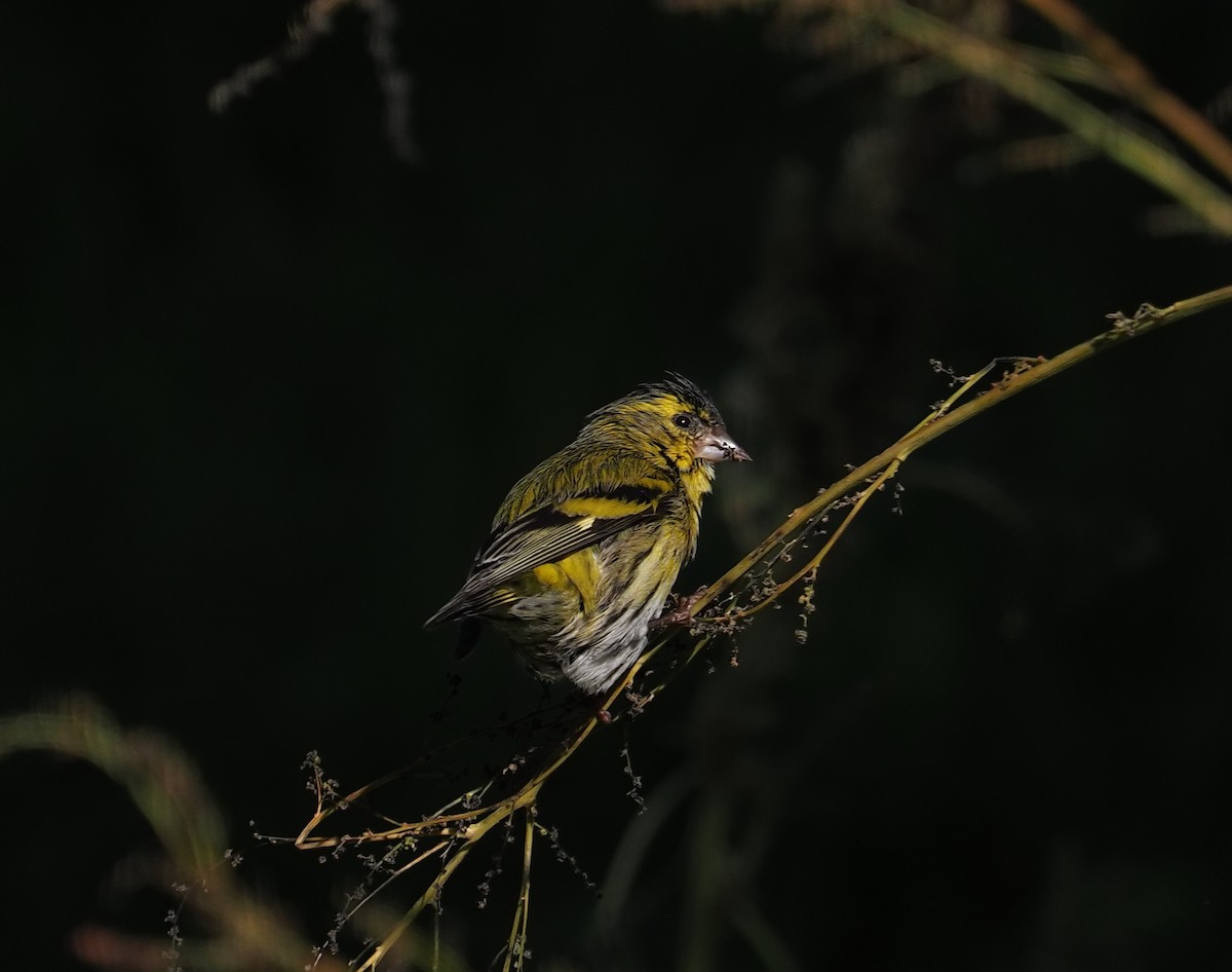 Eurasian Siskin - ML645897553