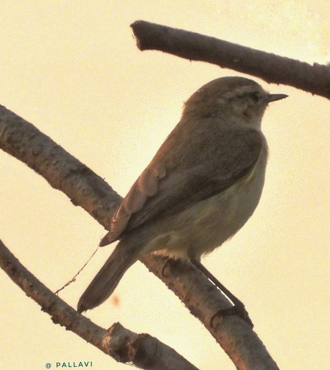 Пеночка-теньковка - ML645897554