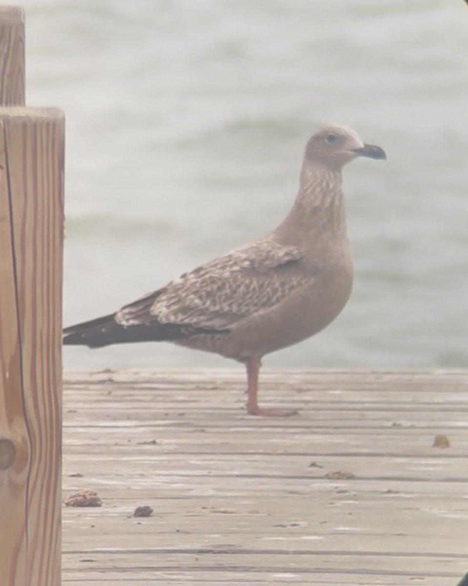American Herring Gull - ML645897555