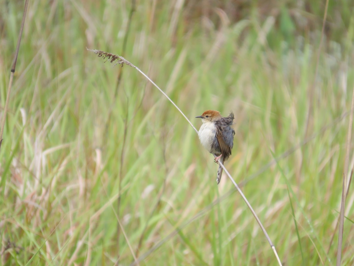 Levaillant's Cisticola - ML645897567