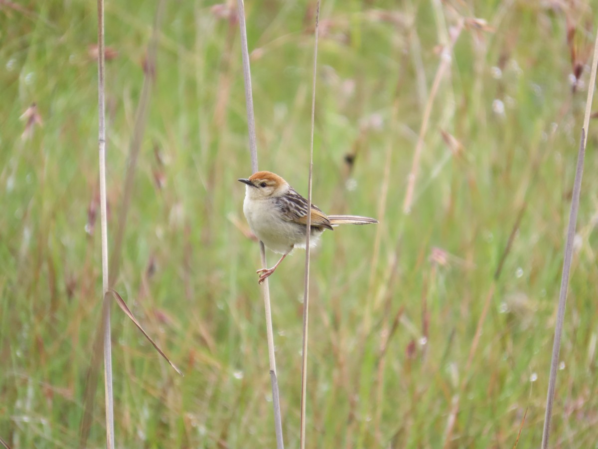 Levaillant's Cisticola - ML645897569