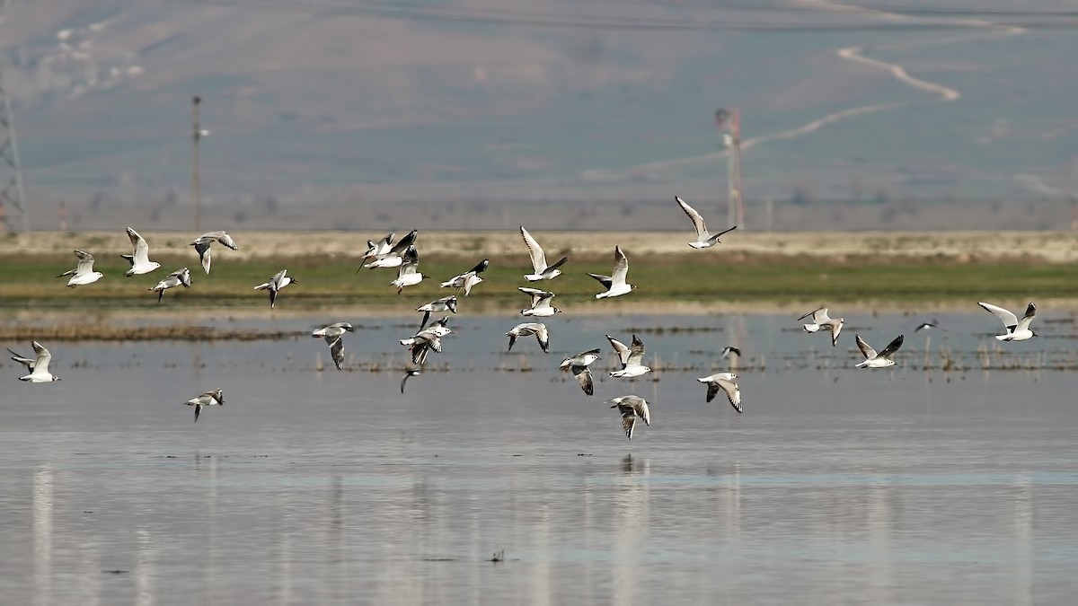 Black-headed Gull - ML645897570