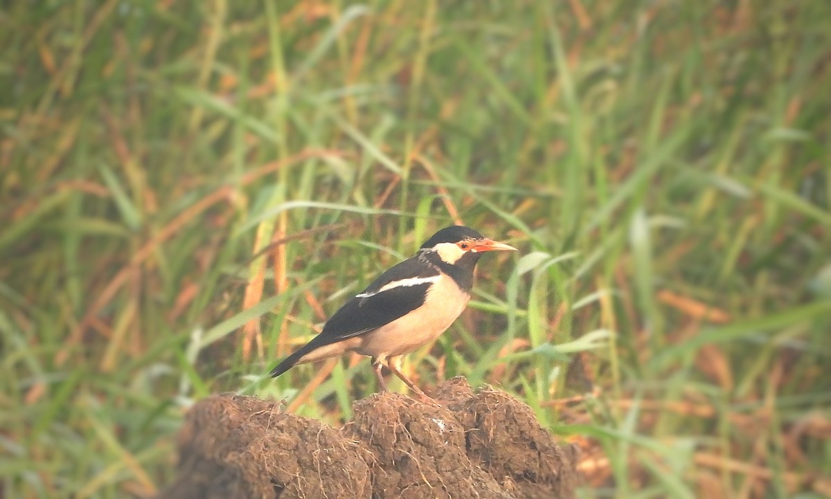 Indian Pied Starling - ML645897571