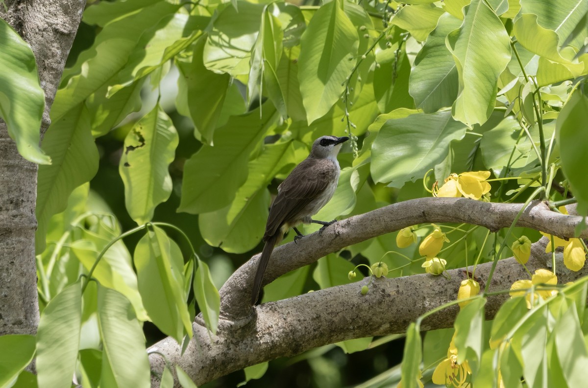 Yellow-vented Bulbul - ML645897573