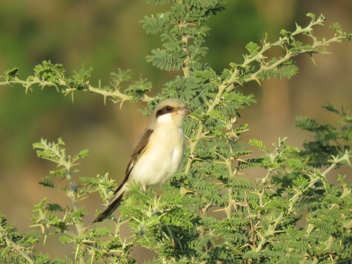 Schwarzstirnwürger - ML645897574