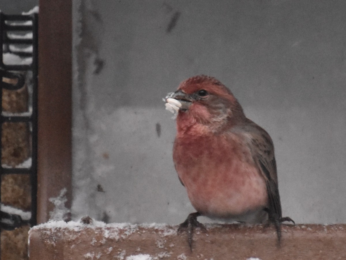 purpurfink - ML645897576