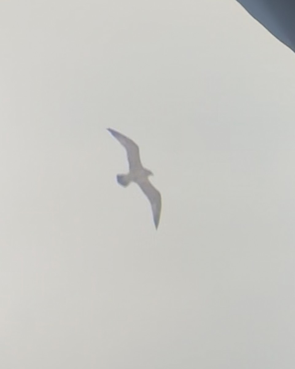 Gavión Hiperbóreo - ML645897592