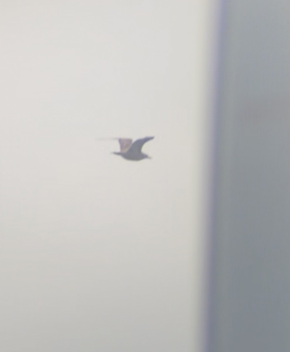 Gavión Hiperbóreo - ML645897593