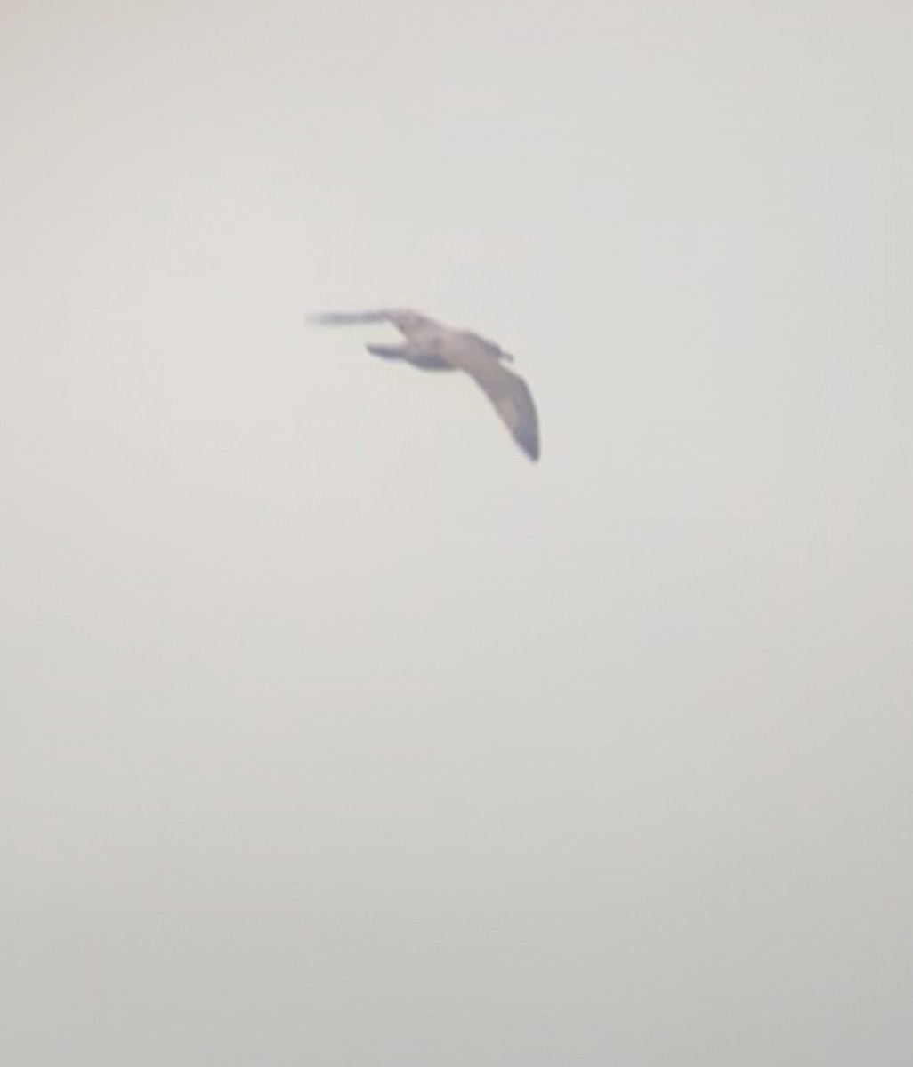 Gavión Hiperbóreo - ML645897595