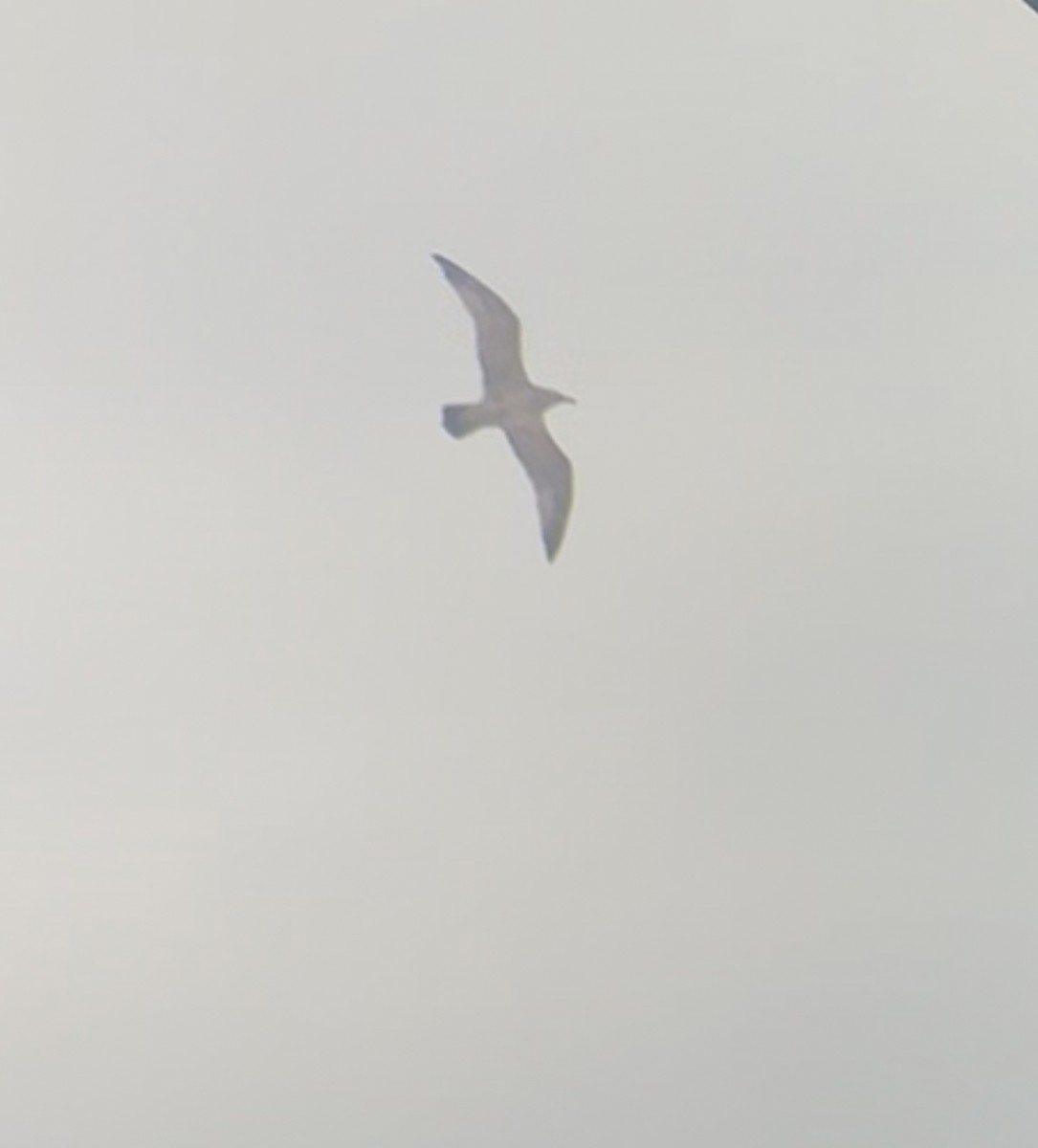 Gavión Hiperbóreo - ML645897596