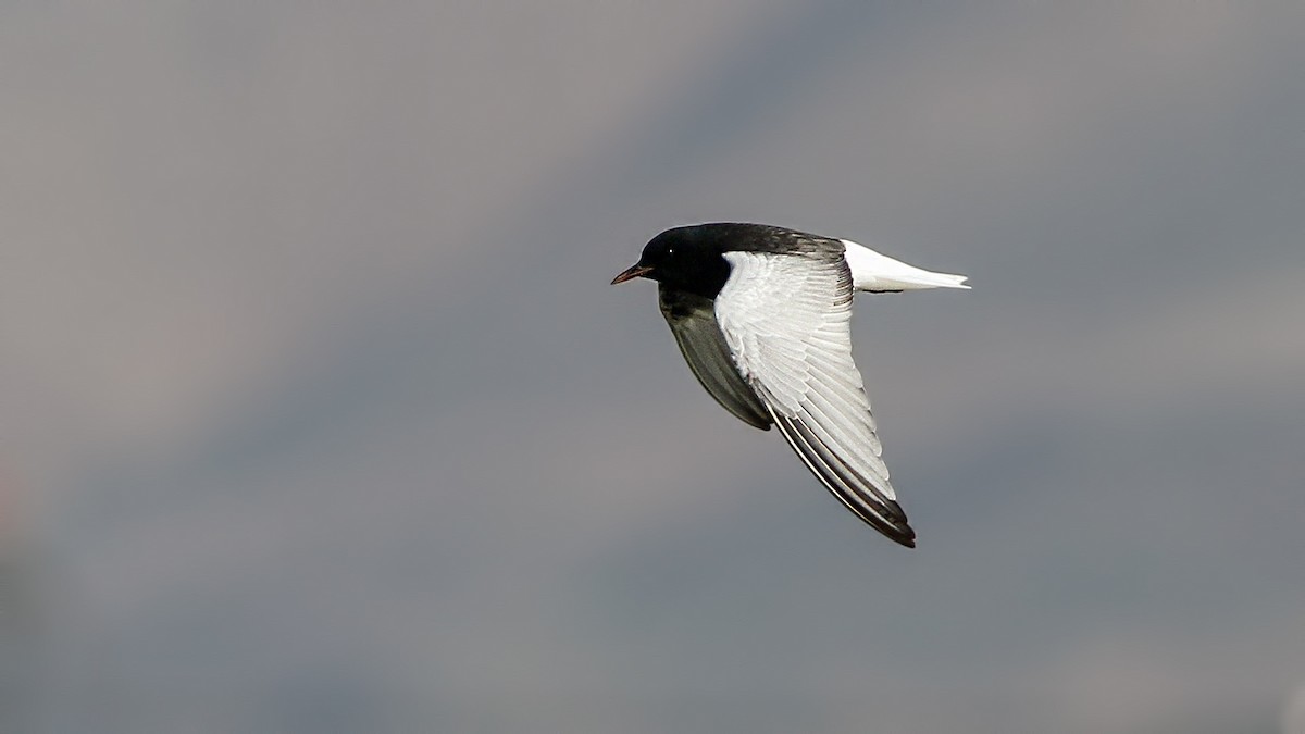 White-winged Tern - ML645897599