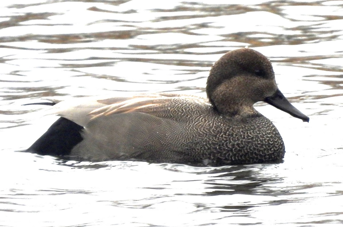 Серая утка - ML645897600