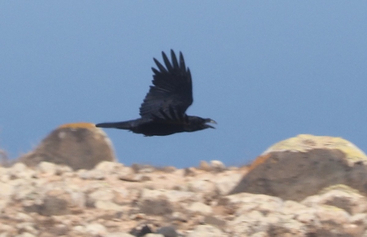 Common Raven - ML645897608