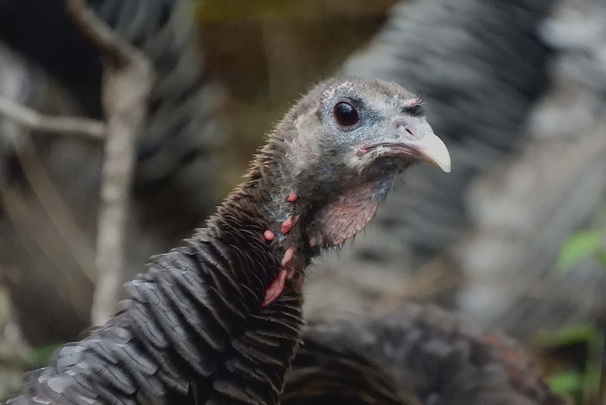 Wild Turkey - ML645897609