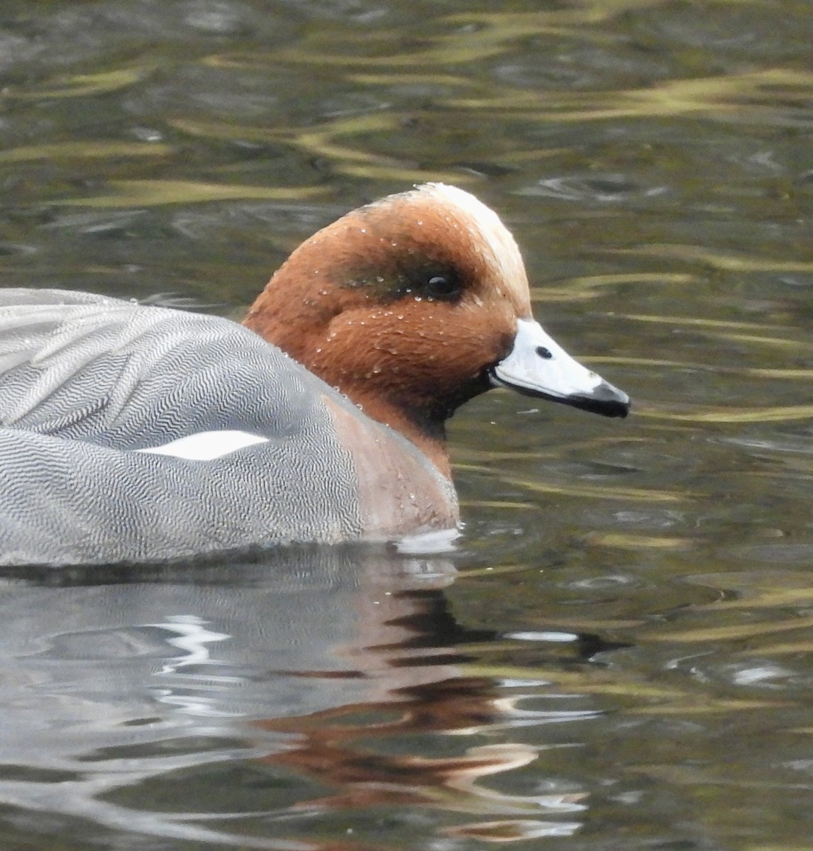 Eurasian Wigeon - ML645897612
