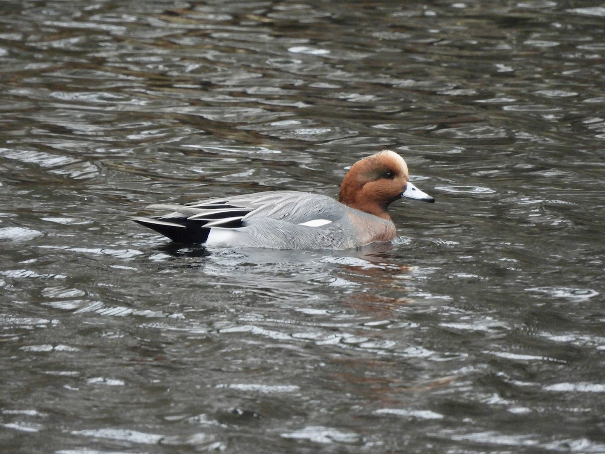Eurasian Wigeon - ML645897613