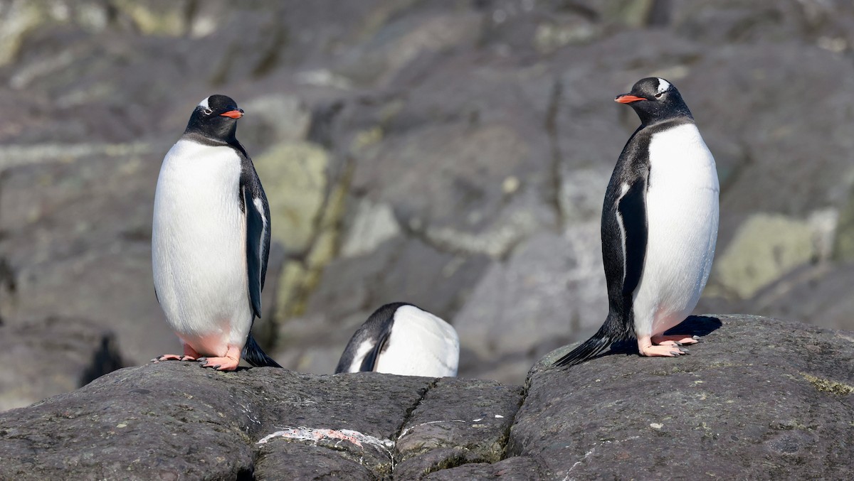 Gentoo Penguin - ML645897619