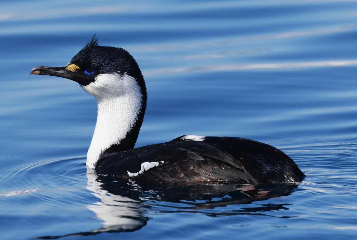 Imperial Cormorant (Antarctic) - ML645897634