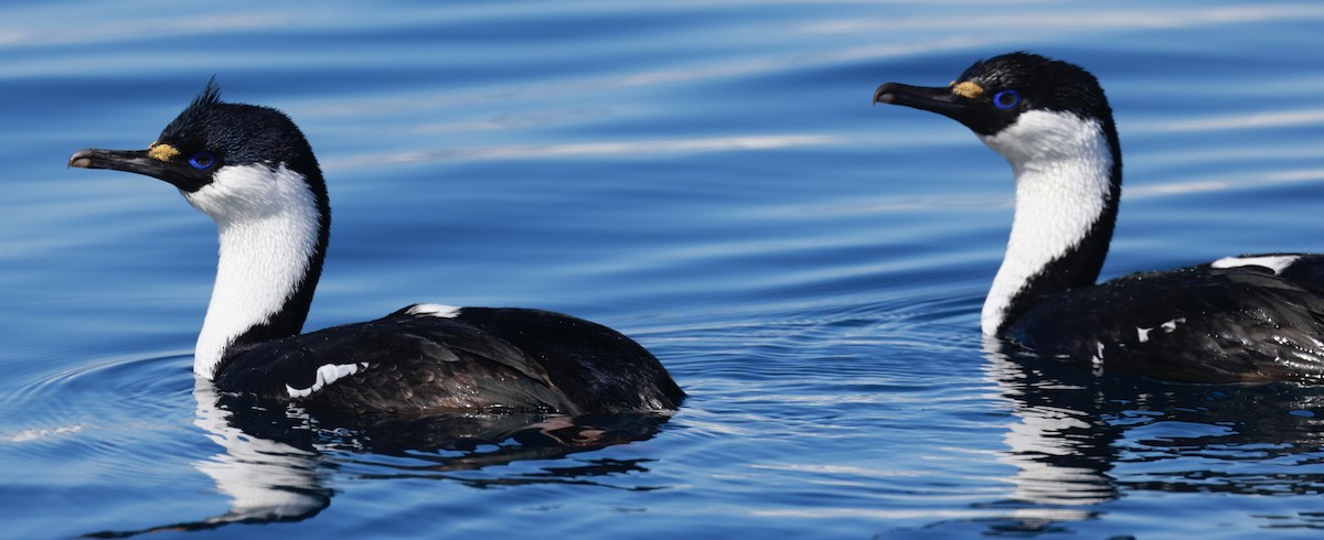 Imperial Cormorant (Antarctic) - ML645897635