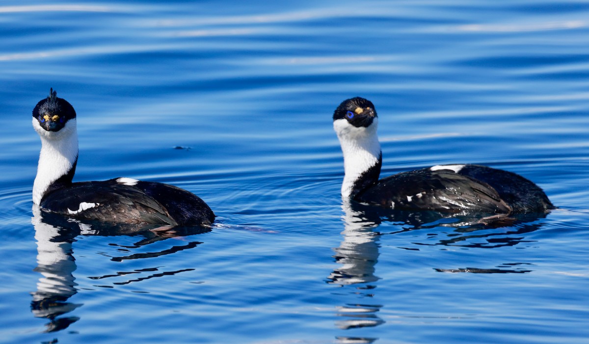 Imperial Cormorant (Antarctic) - ML645897636