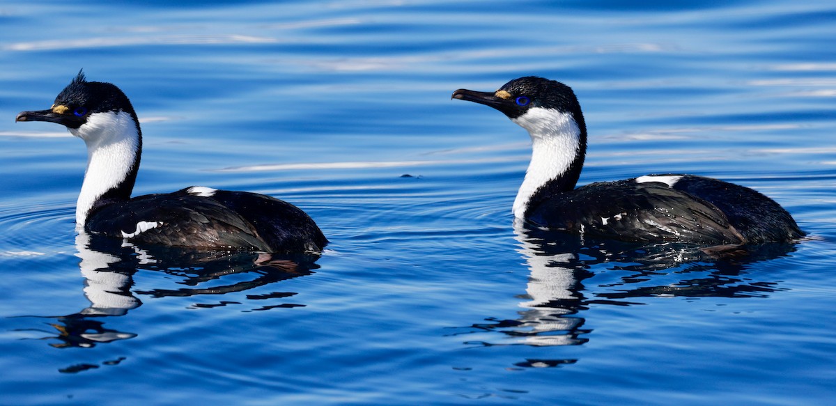Imperial Cormorant (Antarctic) - ML645897637
