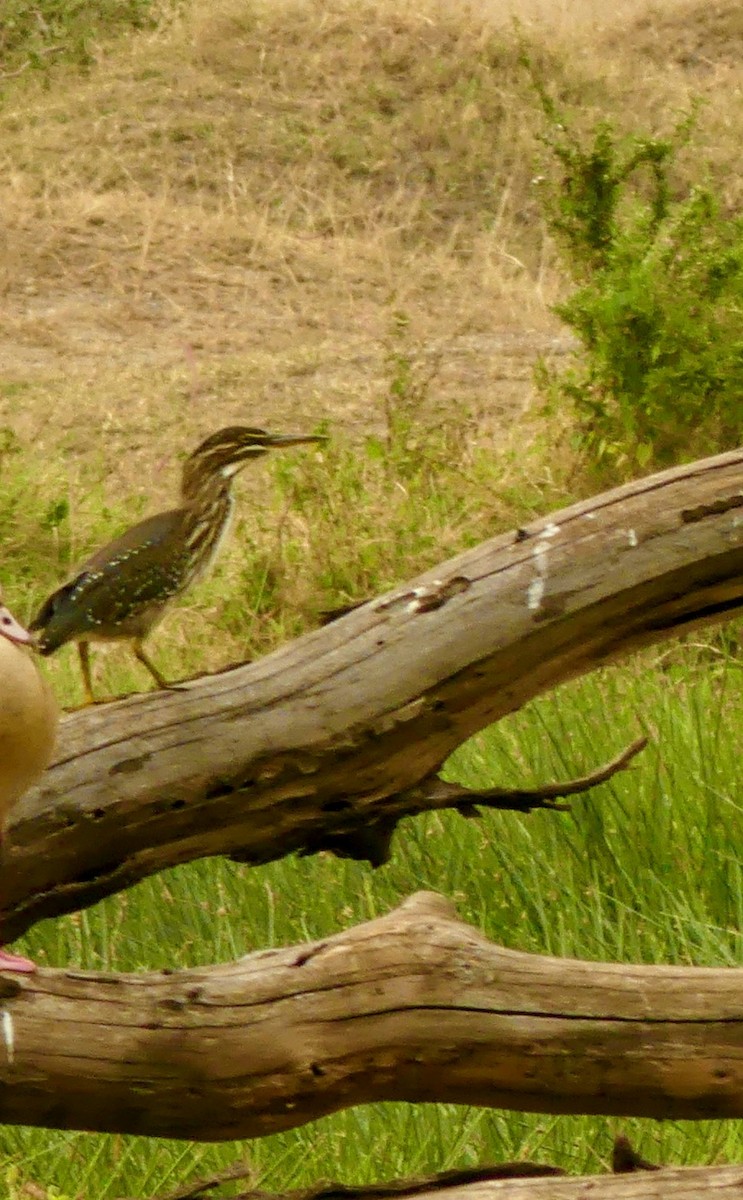 Little Heron - ML645897641