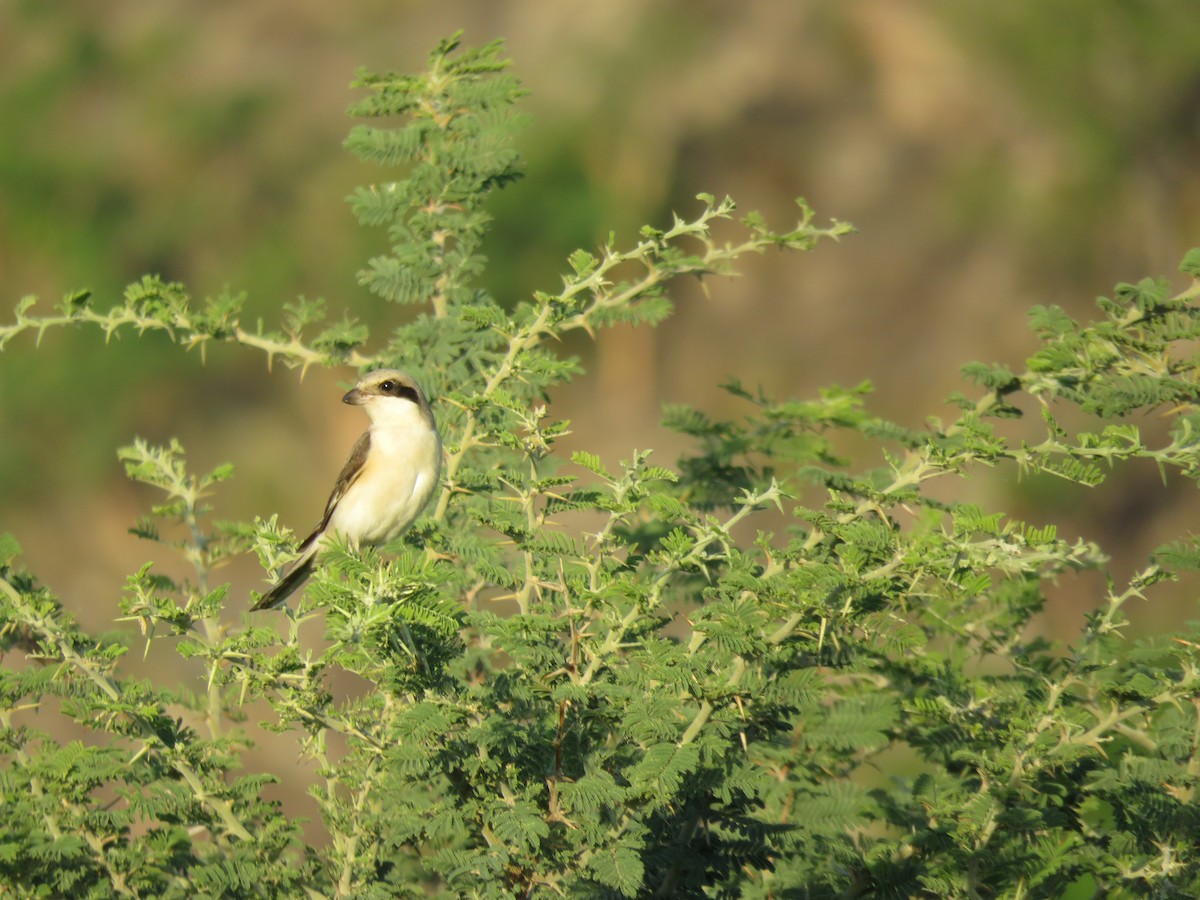 Lesser Gray Shrike - ML645897647