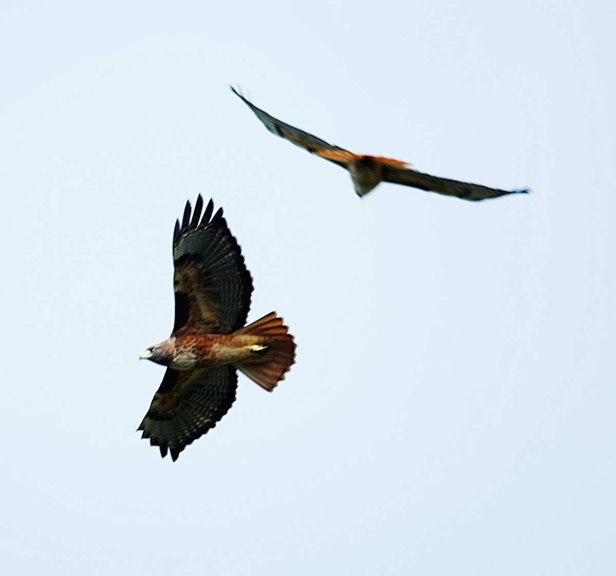 Red-tailed Hawk - ML645897652