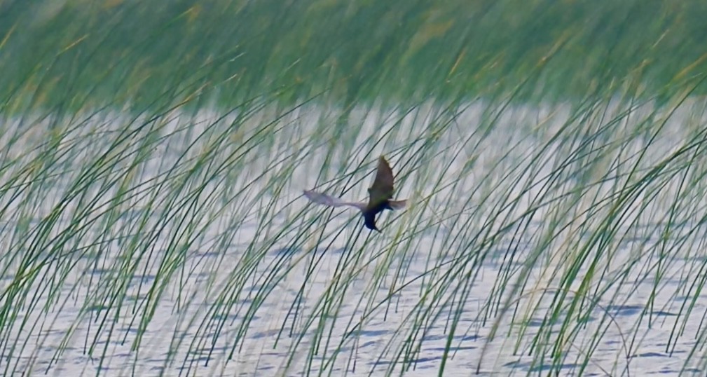 Black Tern - ML645897653