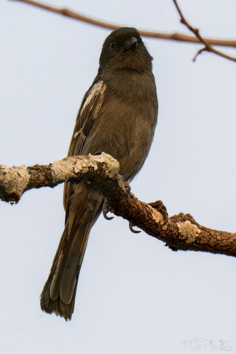 Southern Black-Tit - ML645897654