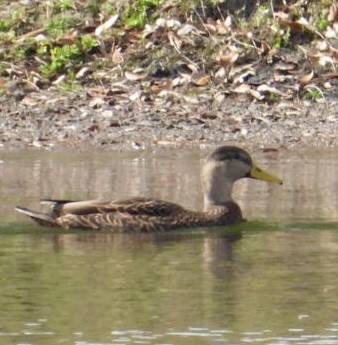 Mallard x Mottled Duck (hybrid) - ML645897655