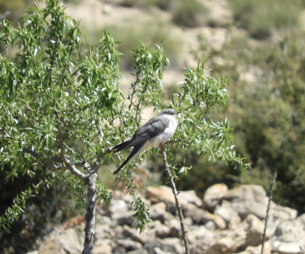 Common Cuckoo - ML645897656