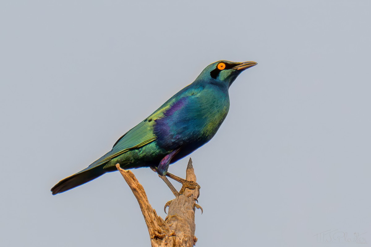 Greater Blue-eared Starling - ML645897658