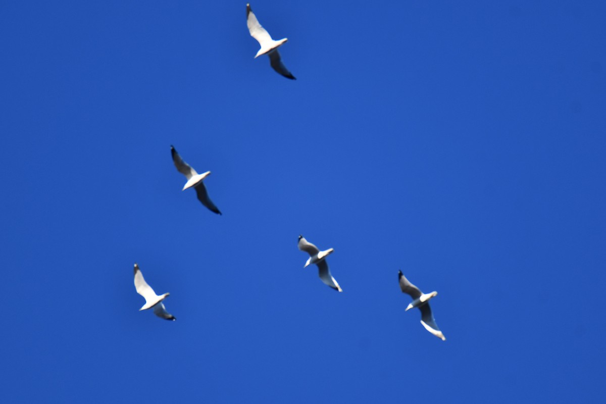Ring-billed Gull - ML645897659