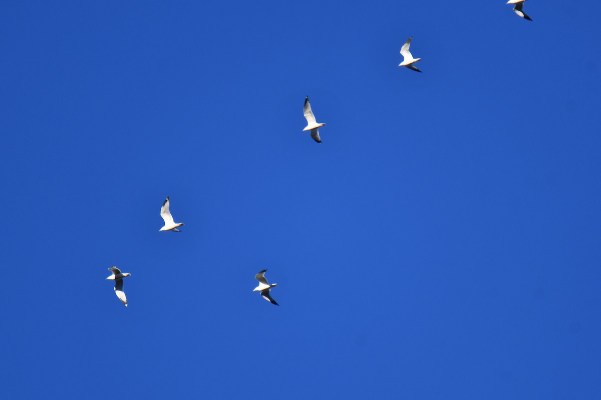 Ring-billed Gull - ML645897660