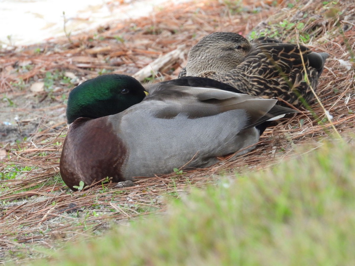Mallard - ML645897661
