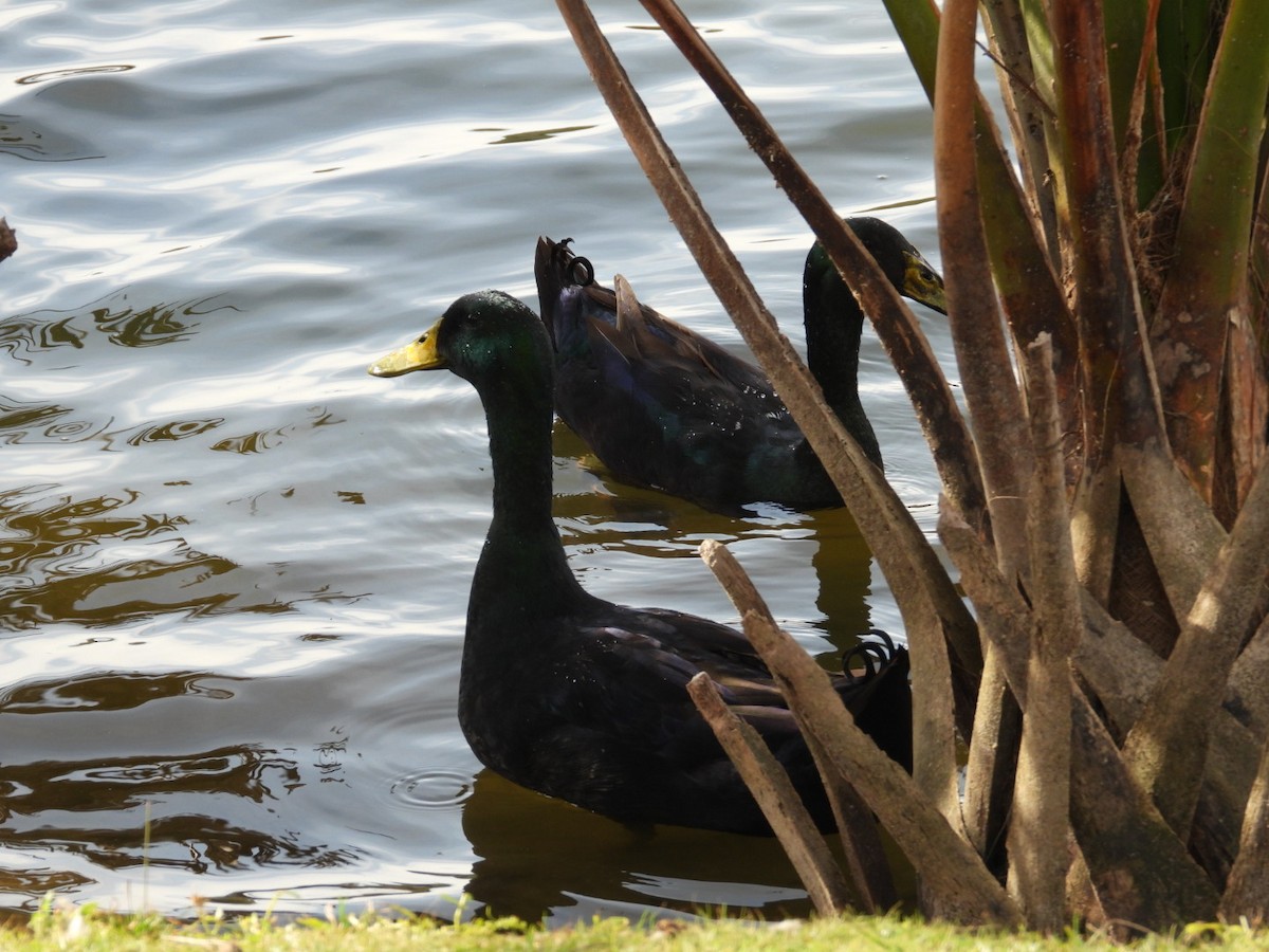 Mallard - ML645897662