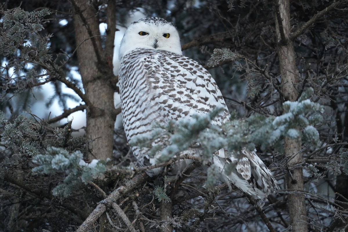 Snowy Owl - ML645897665