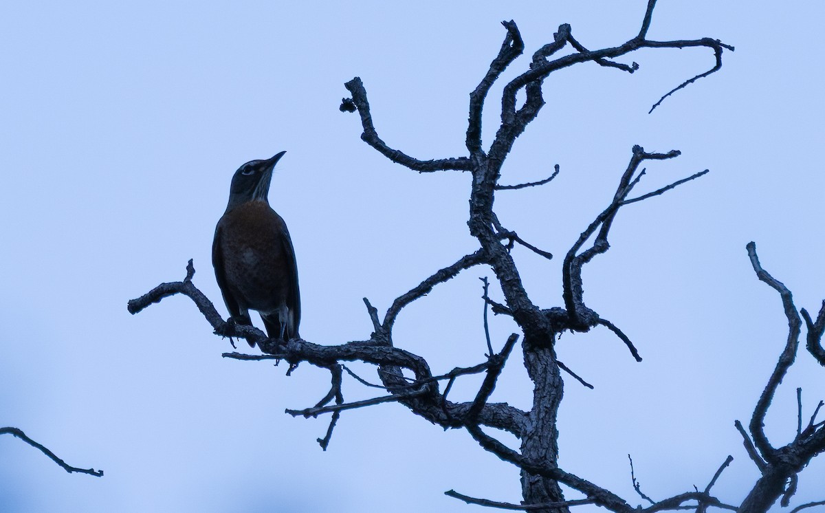 American Robin - ML645897666
