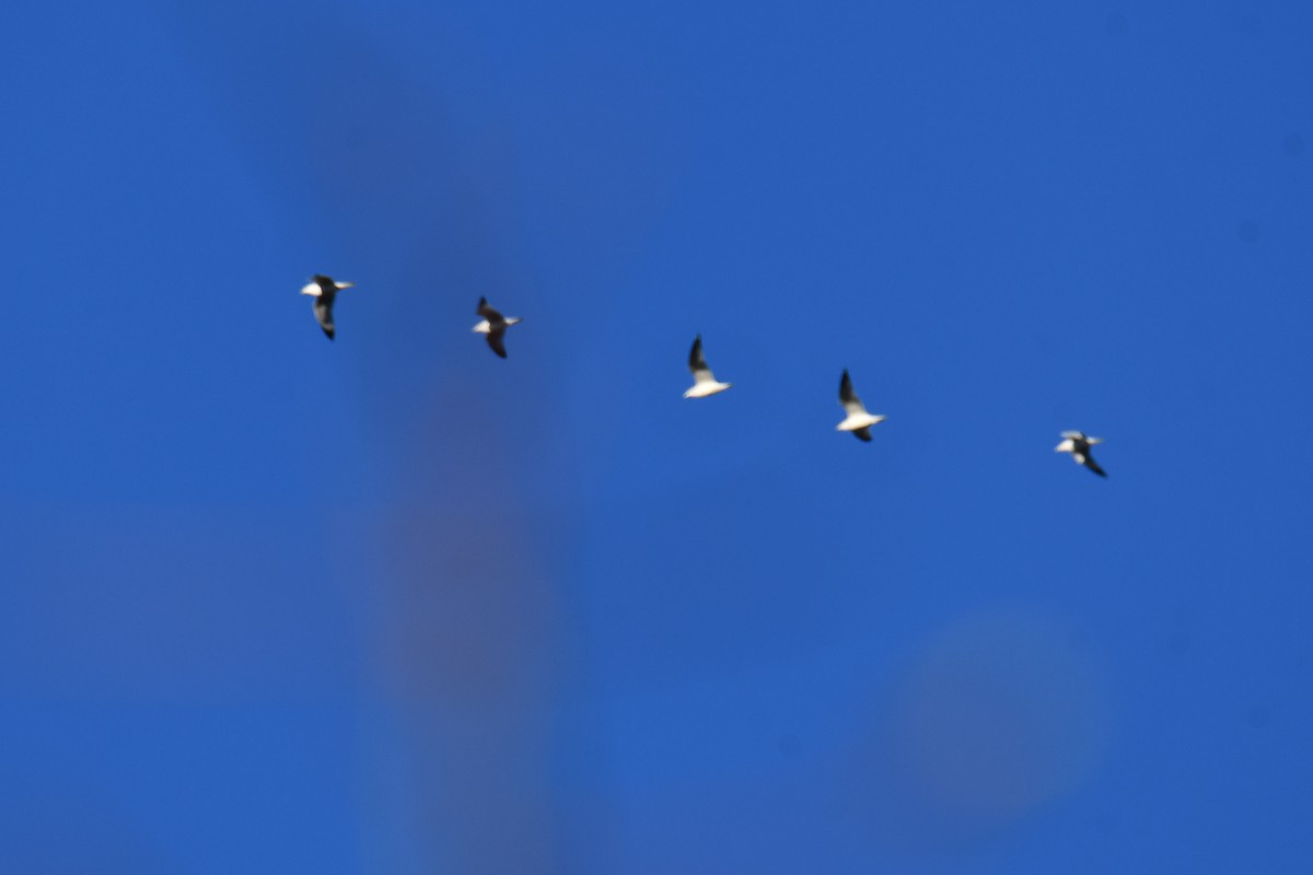 Ring-billed Gull - ML645897667