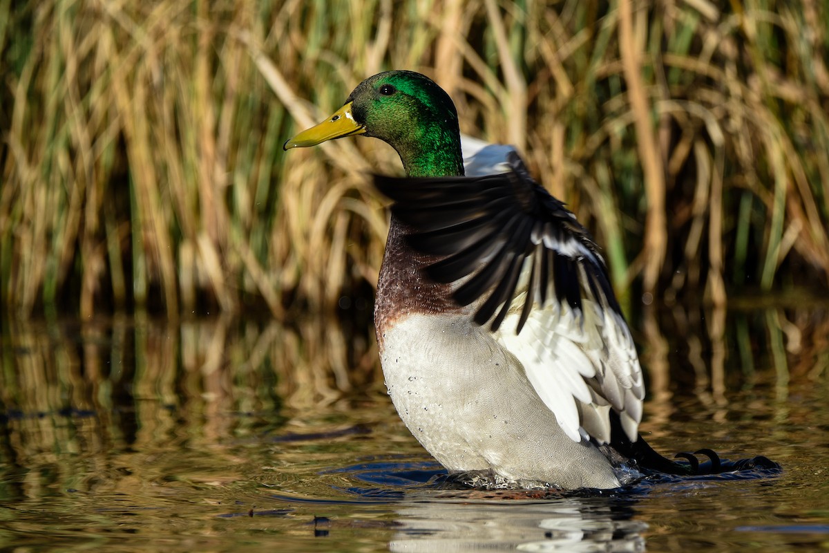 Mallard - ML645897668