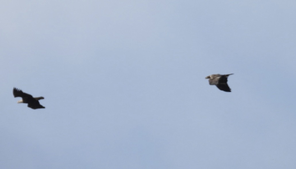 Bald Eagle - ML645897675