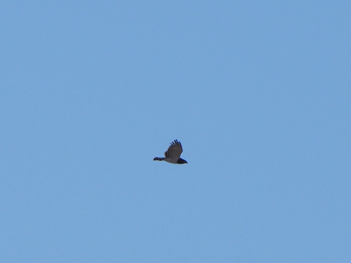 Black-chested Snake-Eagle - ML645897676