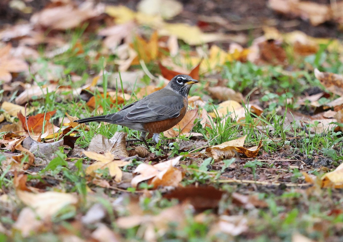 American Robin - ML645897678