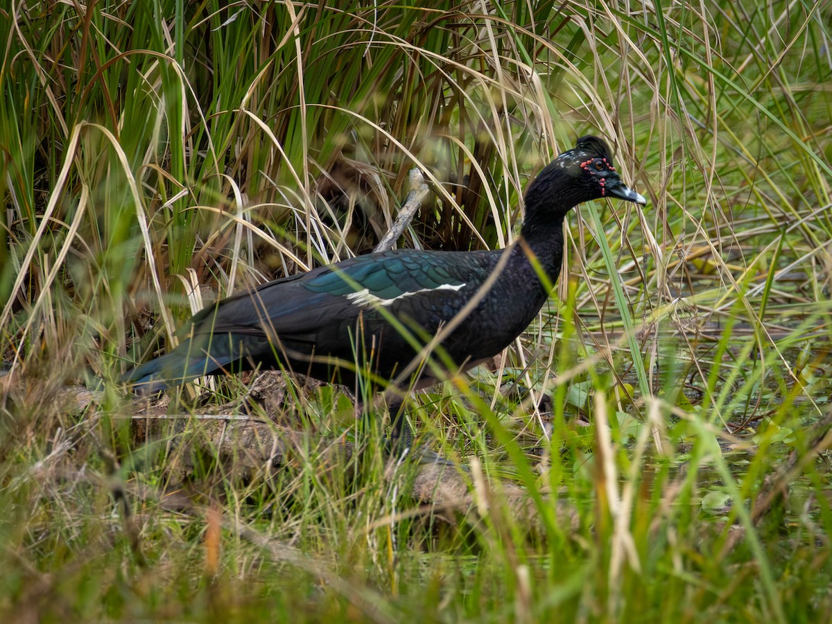 Muscovy Duck - ML645897679